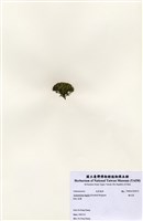 藏品(輻毛藻)的圖片